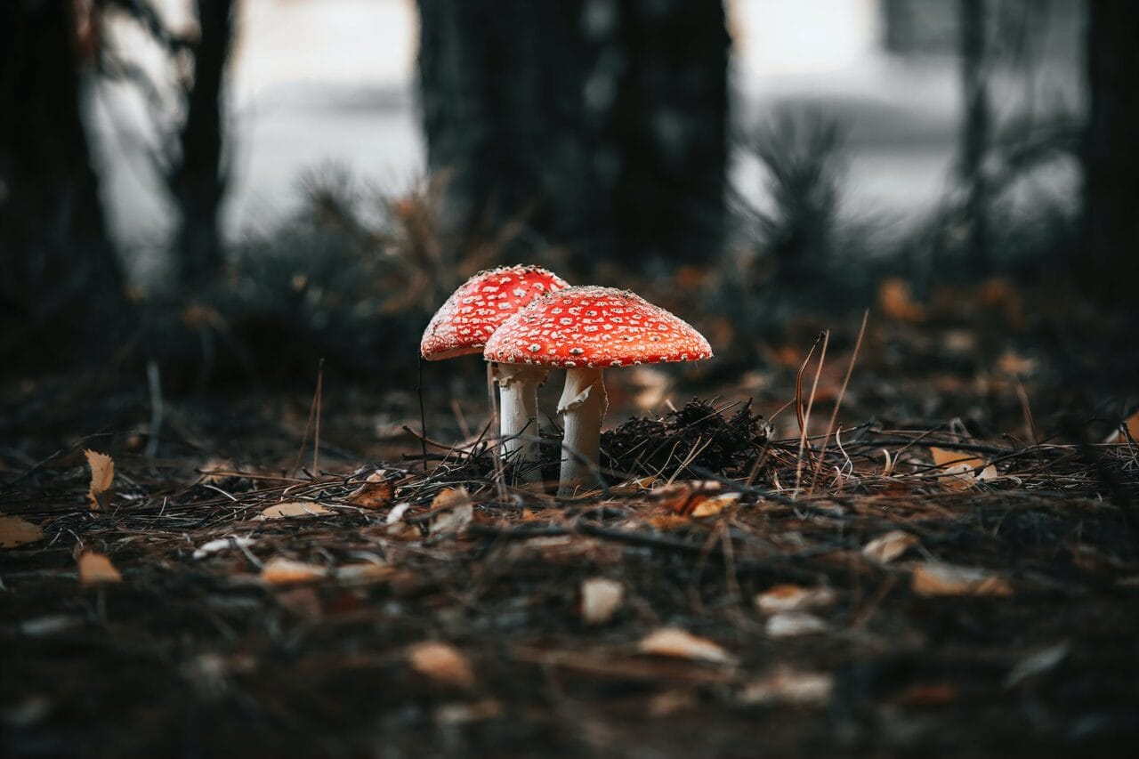 The Evolution of Psilocybin: Manufacturing, Studies, and Upcoming Trends
