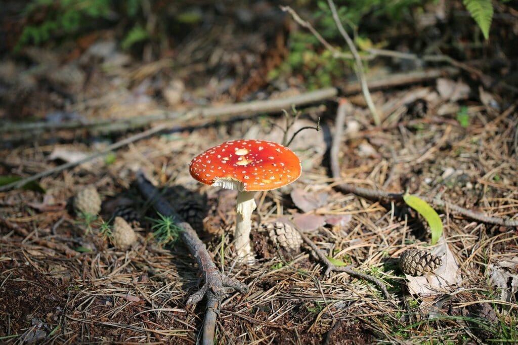 Online Psilocybin Via Shroom Must Be Incorporated into Healthcare Online Shrooms