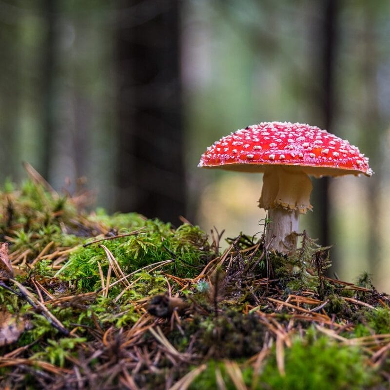 Shrooms Online in Canada | Magic Mushrooms Edmonton Canada