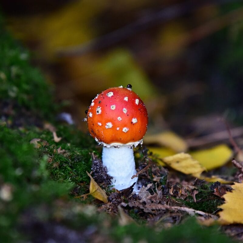 buy LSD online in Canada | Magic Mushrooms Edmonton Canada