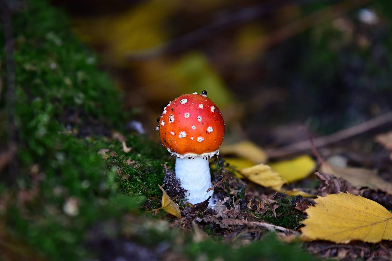 Could LSD Lead to Happiness? Expert Perspectives