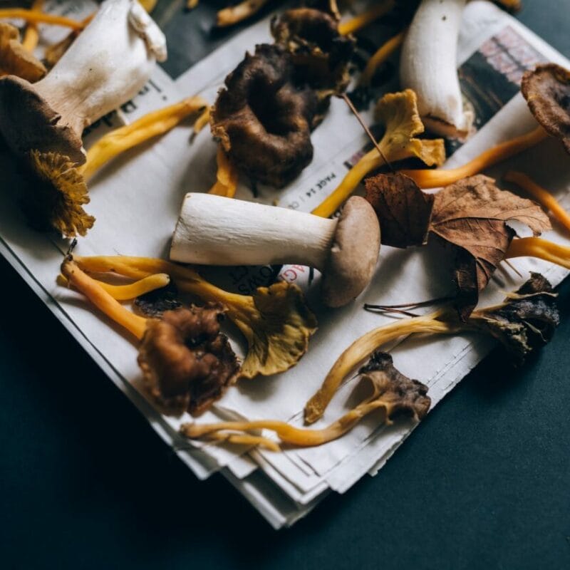 Mushroom chocolate at Zoomies Canada | Magic Mushrooms Edmonton Canada