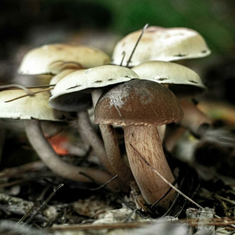 psilocybin mushroom | Magic Mushrooms Edmonton Canada