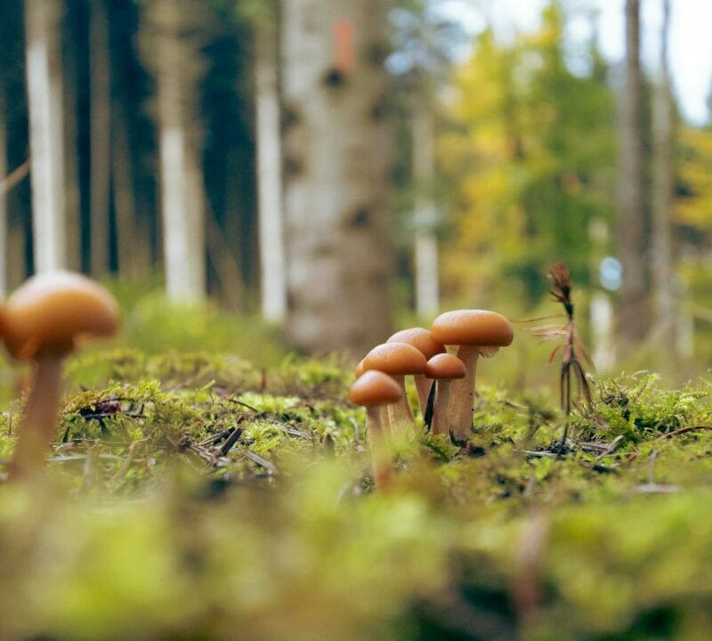 Magic Mushroom Dispensary | Magic Mushrooms Edmonton Canada