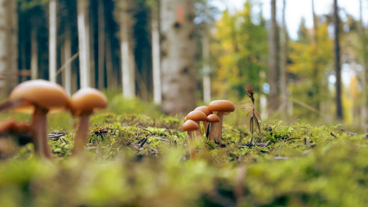 Embark on a Global Journey with Cambodian, Chitwan Nepal, and Ecuadorian Magic Mushrooms