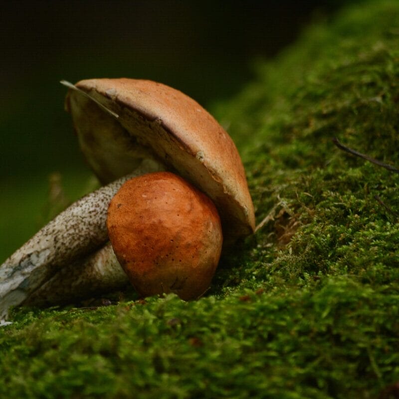 Mushroom Dispensary Vancouver | Magic Mushrooms Edmonton Canada
