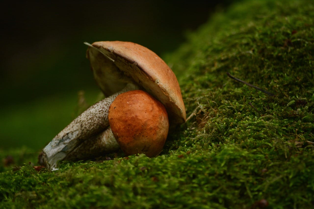 Vancouver Mushroom Dispensary: Discover Five Fresh Psychedelic Mushroom Strains Worth Trying