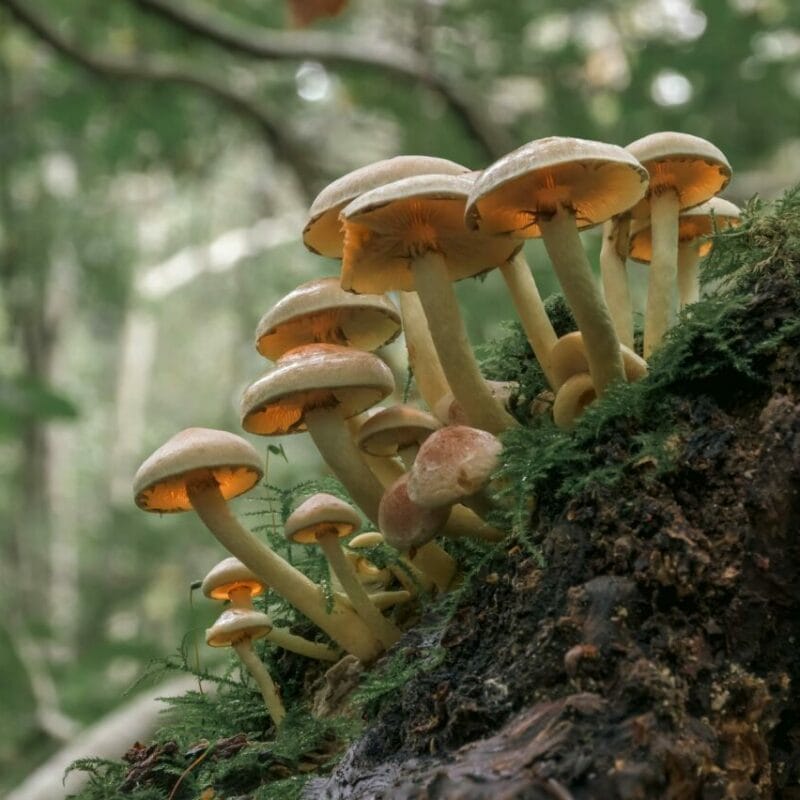 Shrooms online | Magic Mushrooms Edmonton Canada