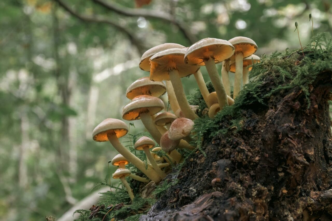Psilocybin in Magic Mushrooms Enhances Sexual Performance and Satisfaction