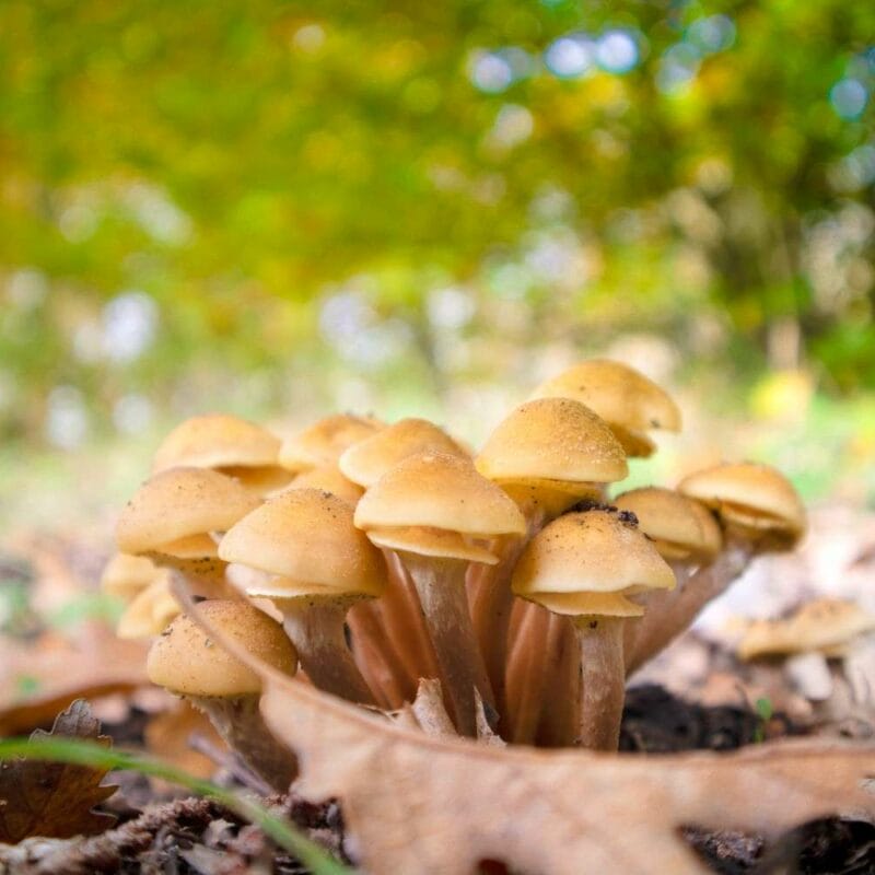 Shrooms Canada | Magic Mushrooms Edmonton Canada