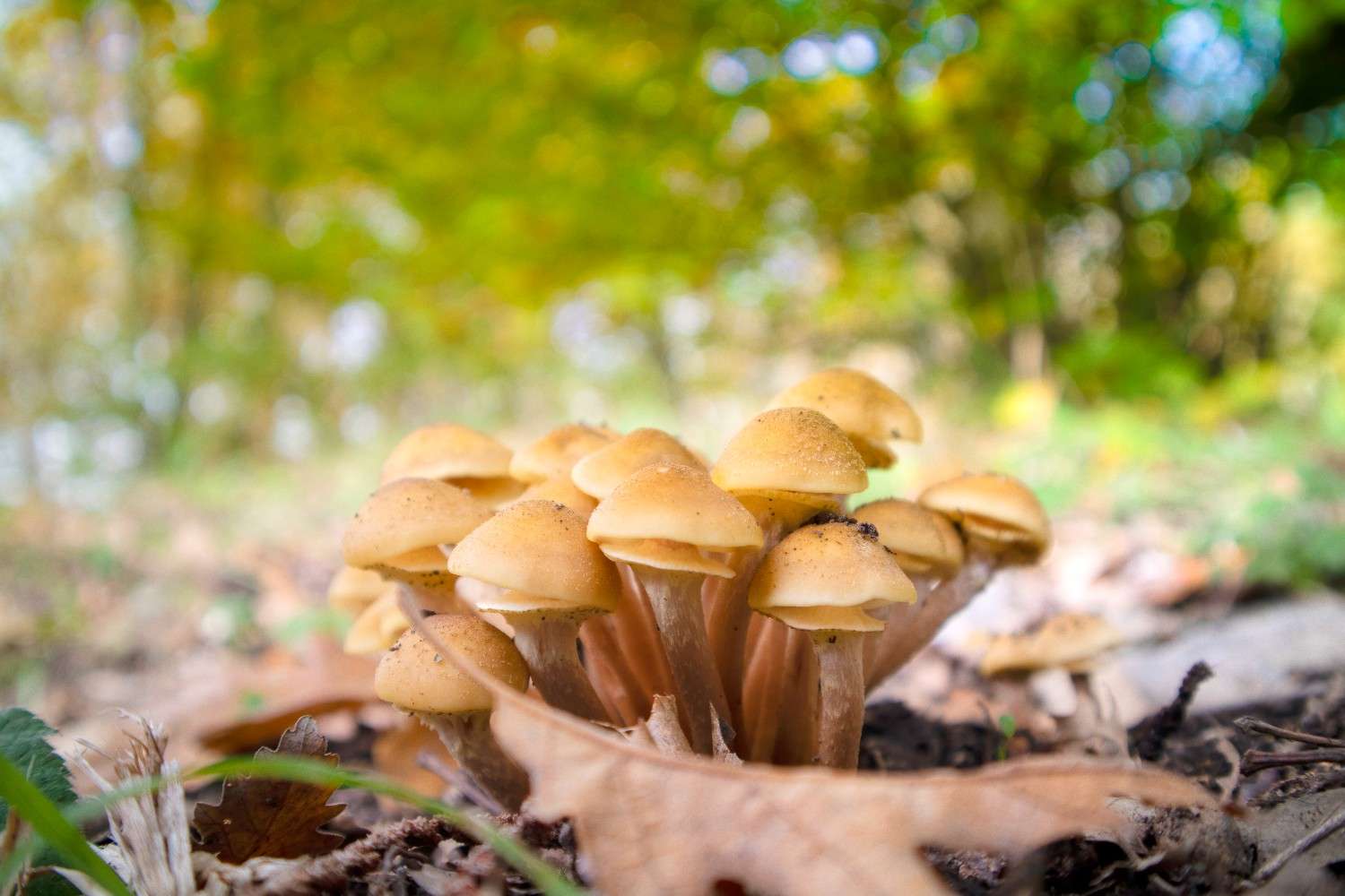 The Popularity of Psilocybin Mushrooms is Rising Beyond Canada – Microdosing Emerges as a Worldwide Trend