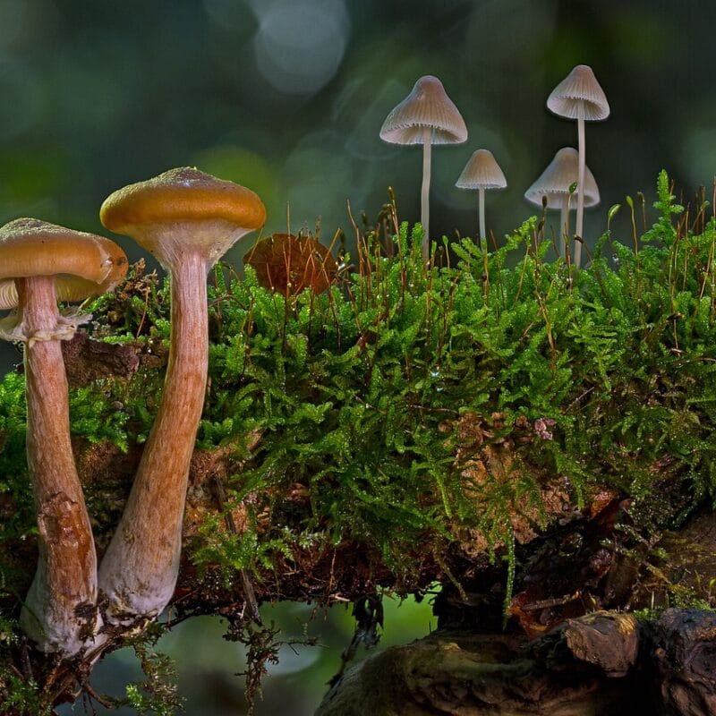 magic mushroom in Canada | Magic Mushrooms Edmonton Canada
