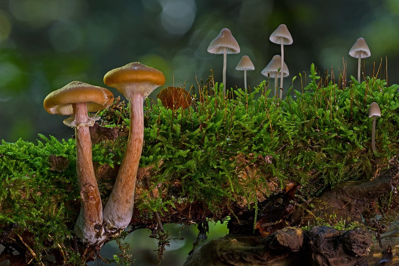 The Majority of Canadians, 80%, Advocate for the Use of Psychedelic Mushrooms to Alleviate Existential Anxiety