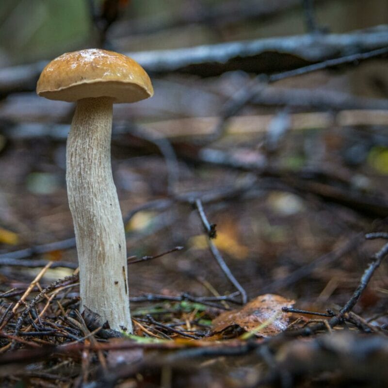 Shrooms online | Magic Mushrooms Edmonton Canada