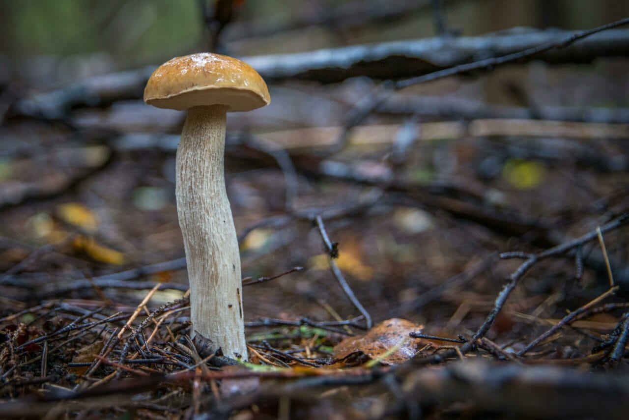 Recent Studies on Psychedelic Mushrooms Indicate Prolonged Brain Activity Changes Could Improve Mental Health