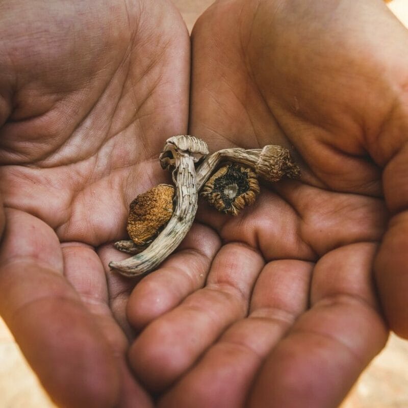 dried shrooms | Magic Mushrooms Edmonton Canada