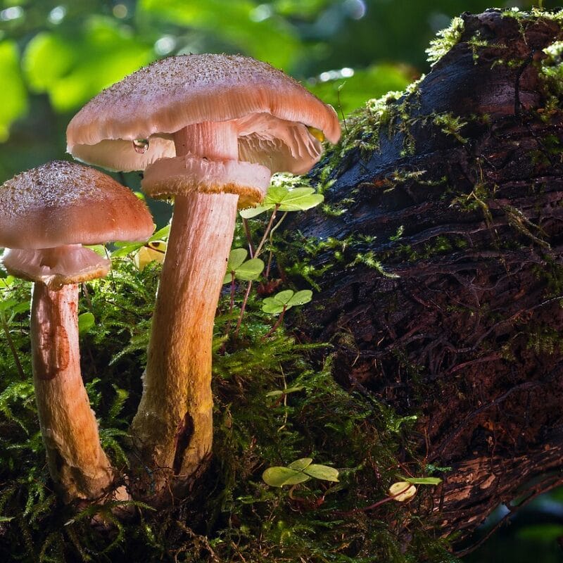 | Magic Mushrooms Edmonton Canada magic mushroom delivery | Magic Mushrooms Edmonton Canada