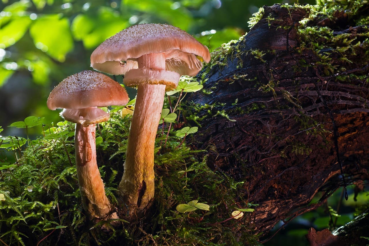 <div>
  <h1>
    The Role of Psychedelic Magic Mushrooms in Human Evolution
  </h1>
  <h2>
    Could these fungi have facilitated our advancement as a species?
  </h2>
  <p>
    Ever since the dawn of humanity, we’ve been constantly evolving, adapting, and making strides forward. {narrative1}
  </p>
  <p>
    One theory that’s been gaining traction is the “stoned ape” hypothesis, which suggests that our ancestors might have consumed psychedelic ‘magic’ mushrooms, causing significant changes in their brains. {theory}
  </p>
  <a href=