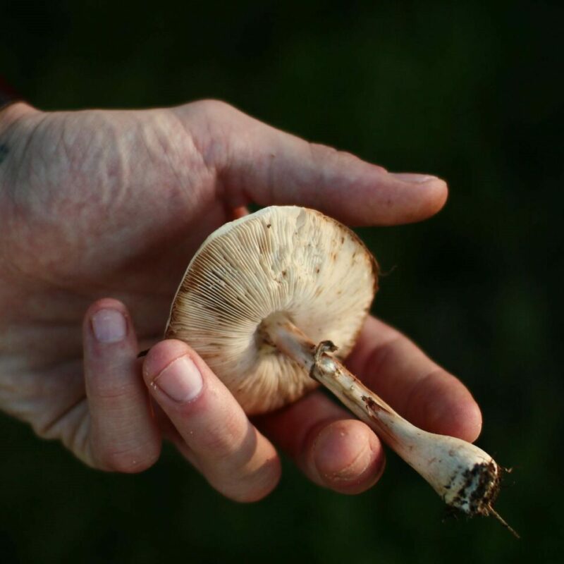 Shrooms | Magic Mushrooms Edmonton Canada