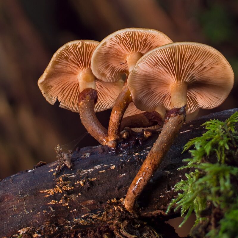alacabenzi strain | Magic Mushrooms Edmonton Canada