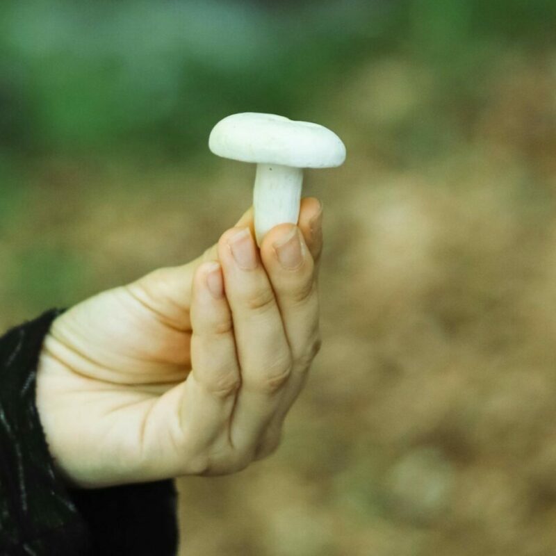 shrooms online in Canada | Magic Mushrooms Edmonton Canada