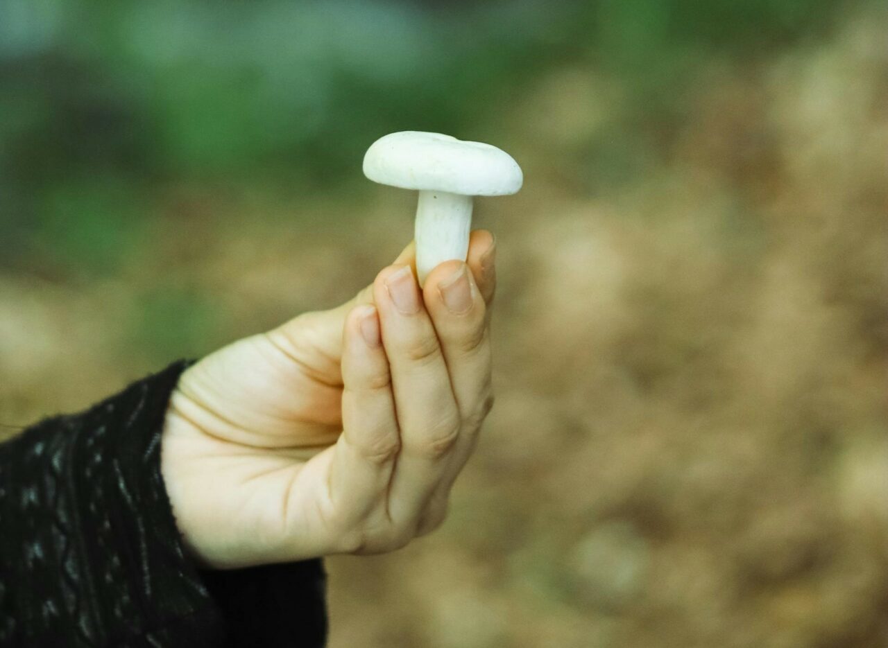 Dive into Five Mushroom Categories Tailored for Every Psychedelic Aficionado
