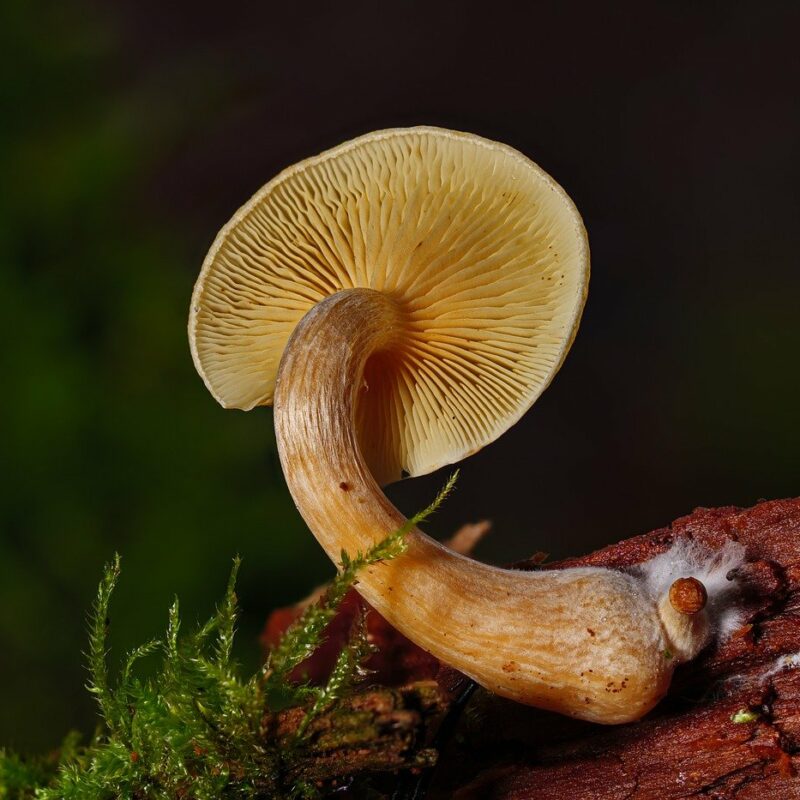 Alacabenzi Strain | Magic Mushrooms Edmonton Canada