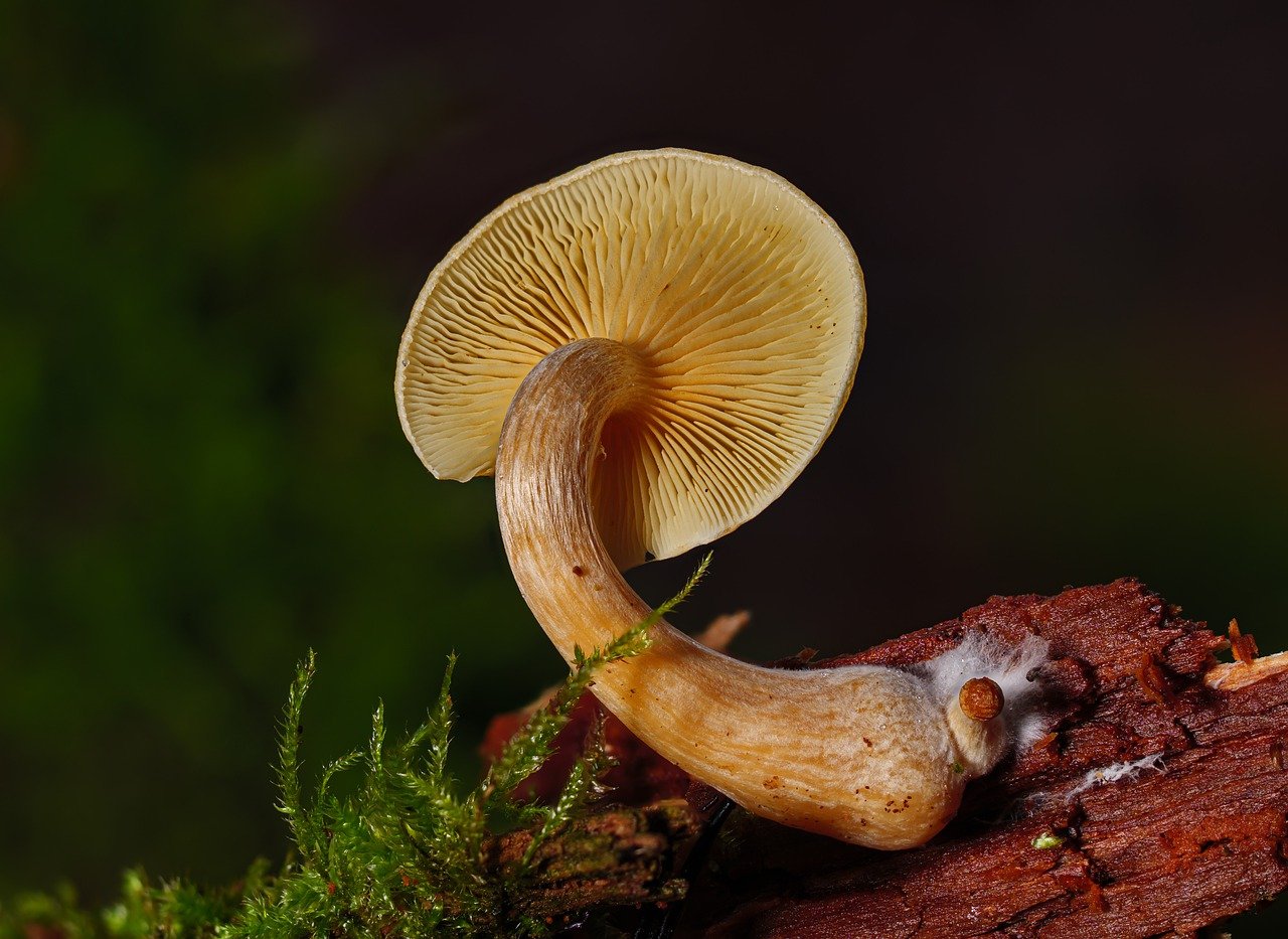 Overview of the Alacabenzi Strain – Essential Knowledge for Every User Prior to the Initial Dose
