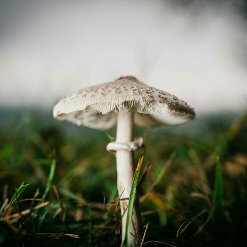 White Monster | Magic Mushrooms Edmonton Canada