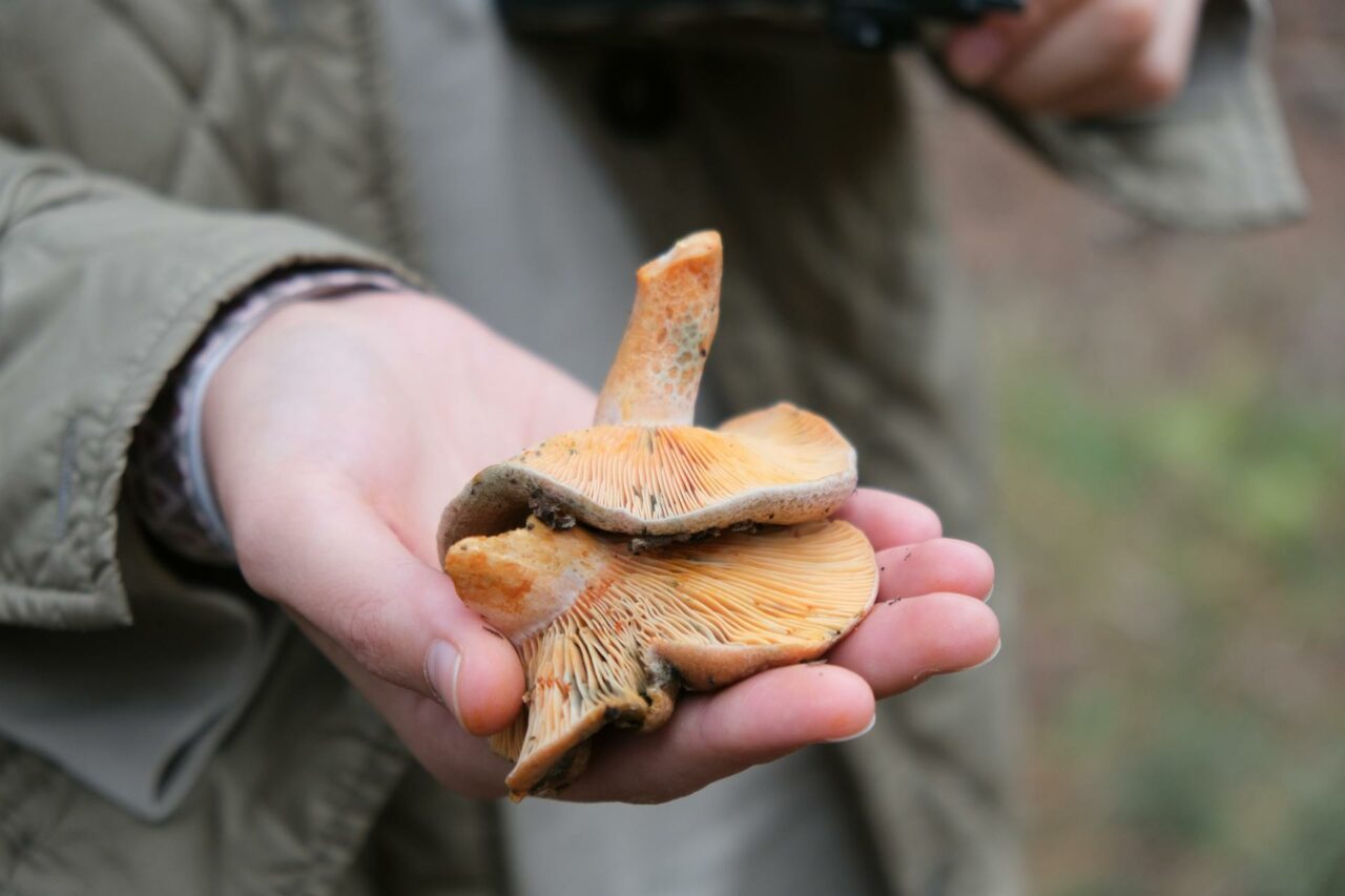The Reasons Apex Strain Mushrooms Will Forever be Part of My Self-Care Routine