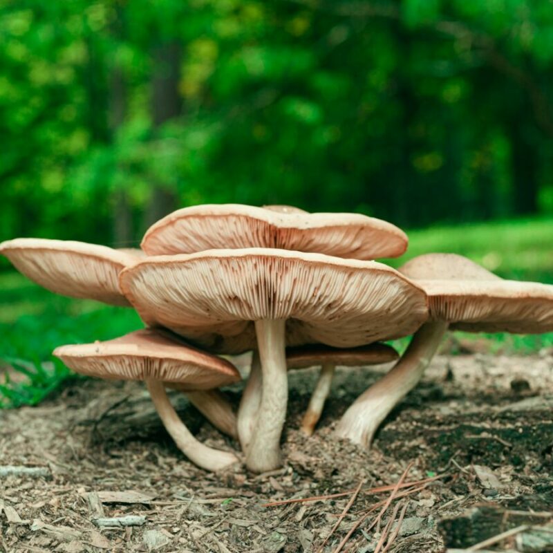 Big Daddy Mushroom | Magic Mushrooms Edmonton Canada