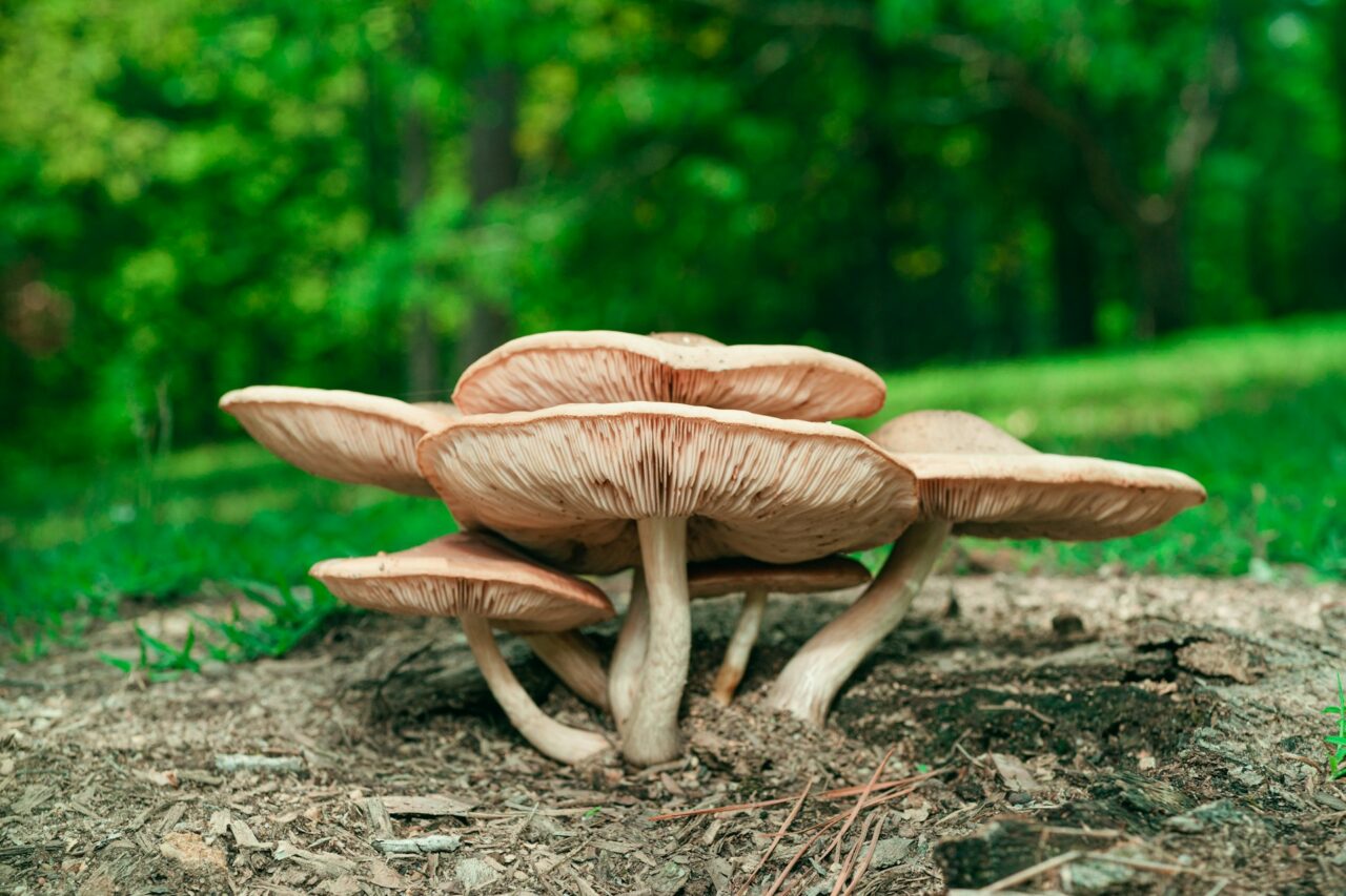 Sampled the Big Daddy Mushroom during a Hike—Definitely a 10/10 Experience, Highly Recommended