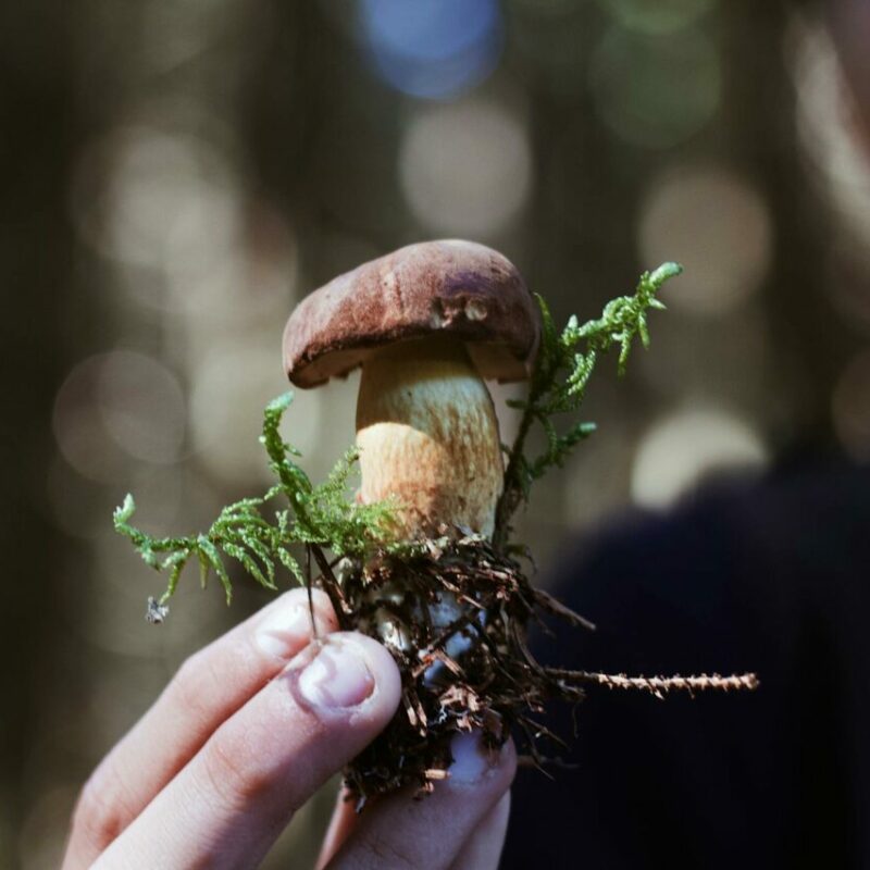 Buy Shrooms | Magic Mushrooms Edmonton Canada