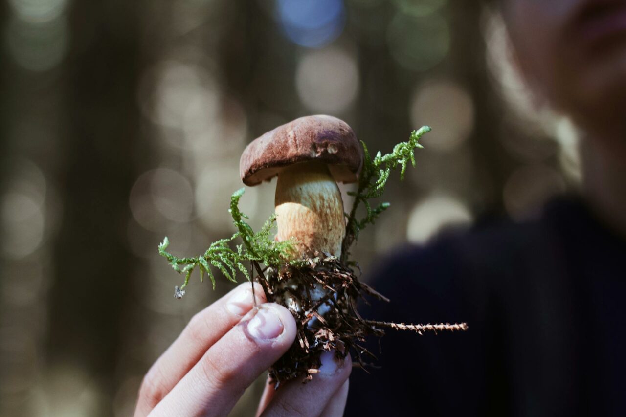 Purchasing Psilocybin Mushrooms Online? A Retiree Expresses His Desire He Had Utilized Them 45 Years Earlier.