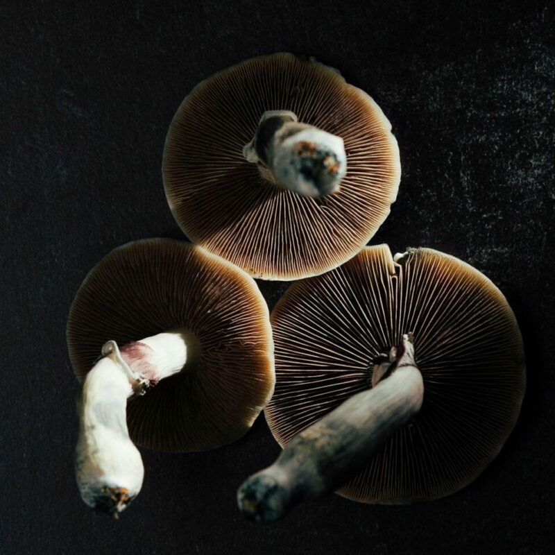 Magic Mushroom Canada | Magic Mushrooms Edmonton Canada