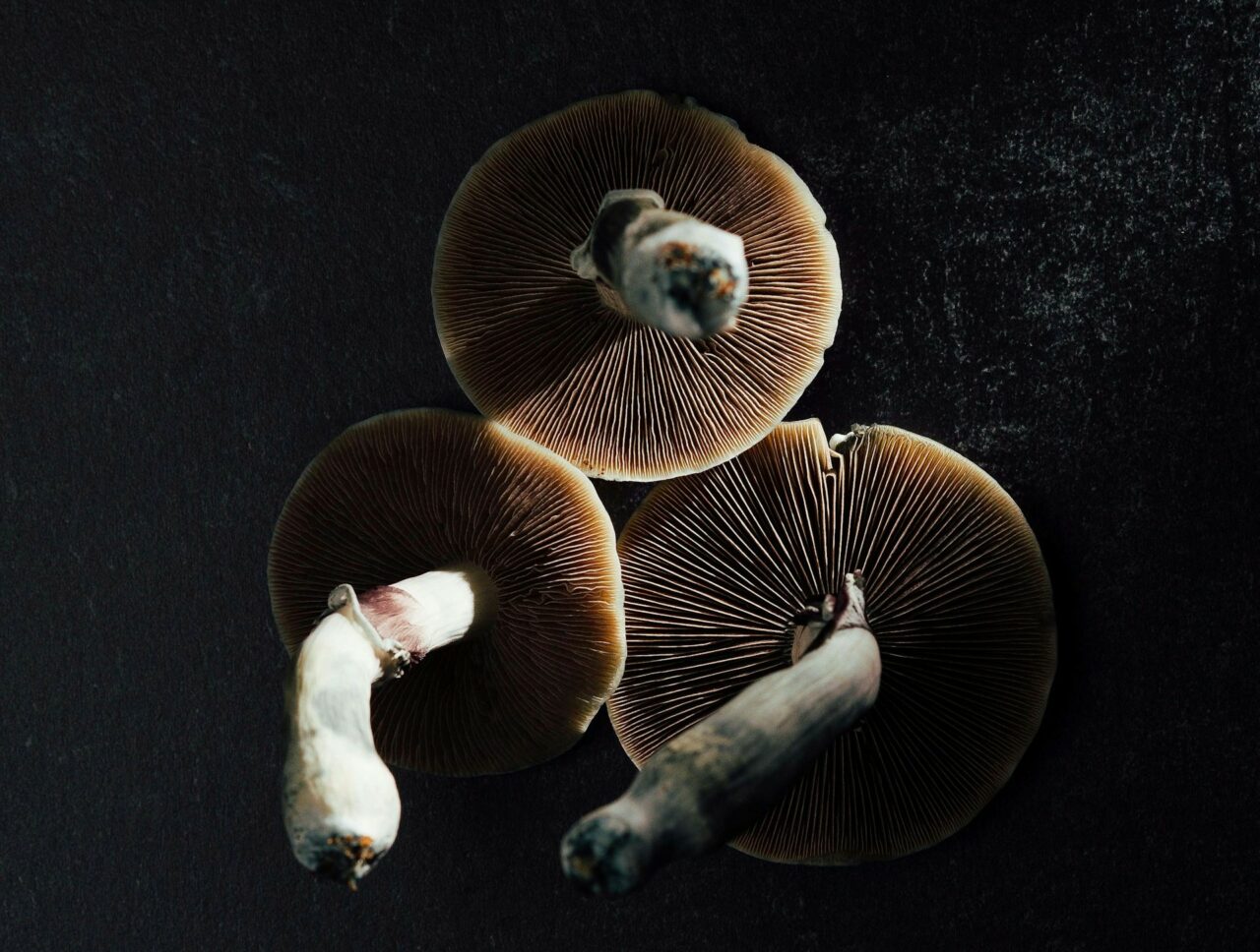 Canada’s Magic Mushroom – Experts Uncover Why Natural Psilocybin has a Stronger Effect than its Lab-Created Counterpart