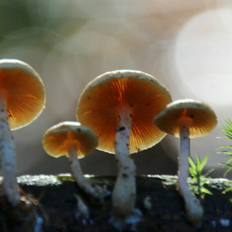 Magic Mushroom Delivery | Magic Mushrooms Edmonton Canada