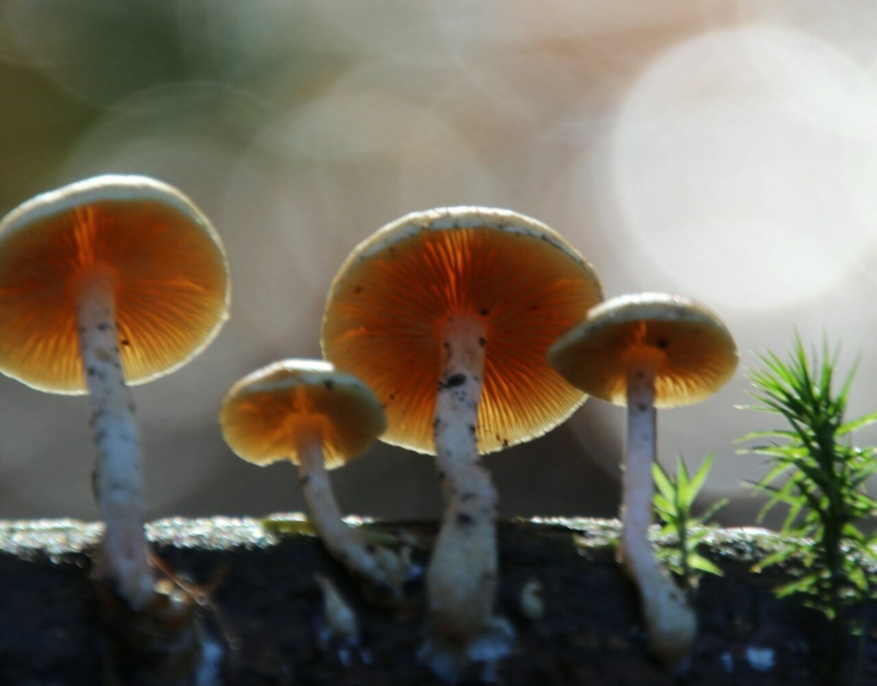 How the Delivery of Magic Mushrooms Transformed My Psychedelic Experiences (for the Better)