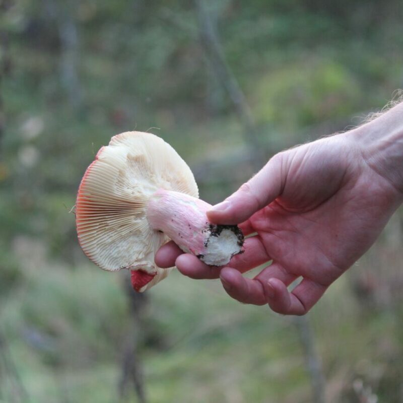 Magic Mushroom Delivery | Magic Mushrooms Edmonton Canada