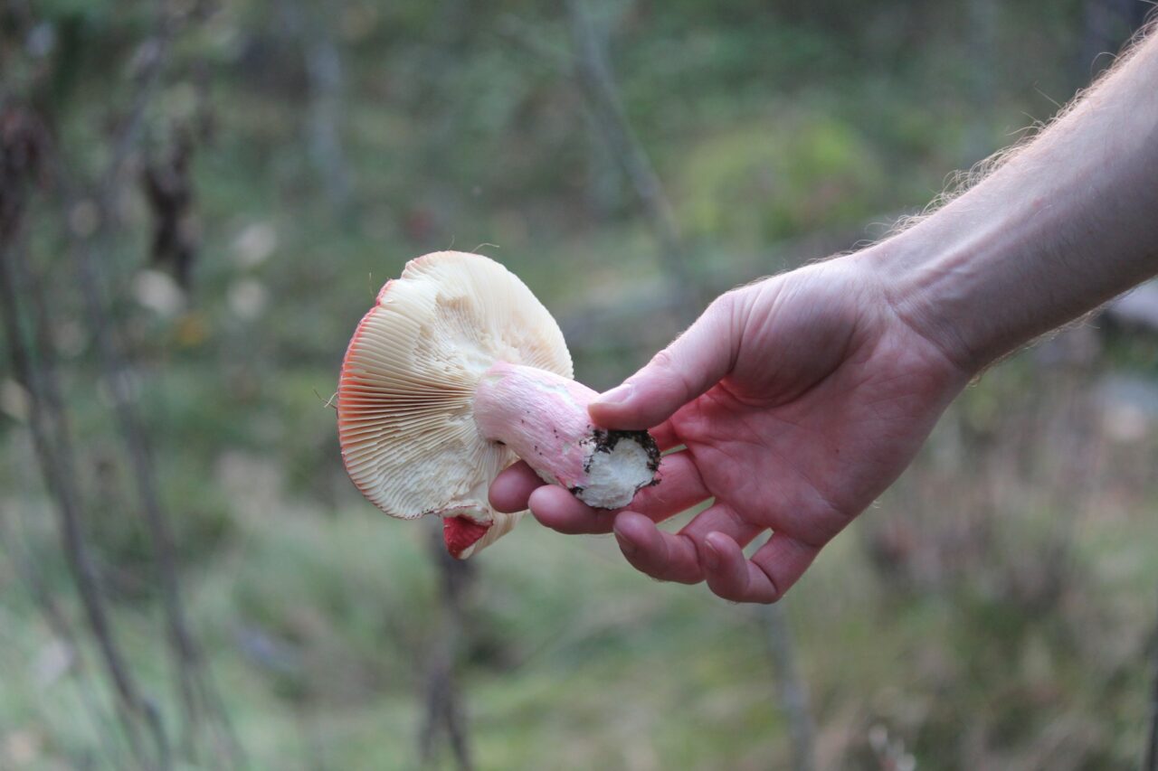 Delivering Magic Mushrooms Aids in Recovery of Paralyzed Mountain Athletes