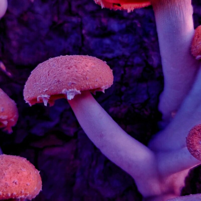 Mushroom Dispensary | Magic Mushrooms Edmonton Canada