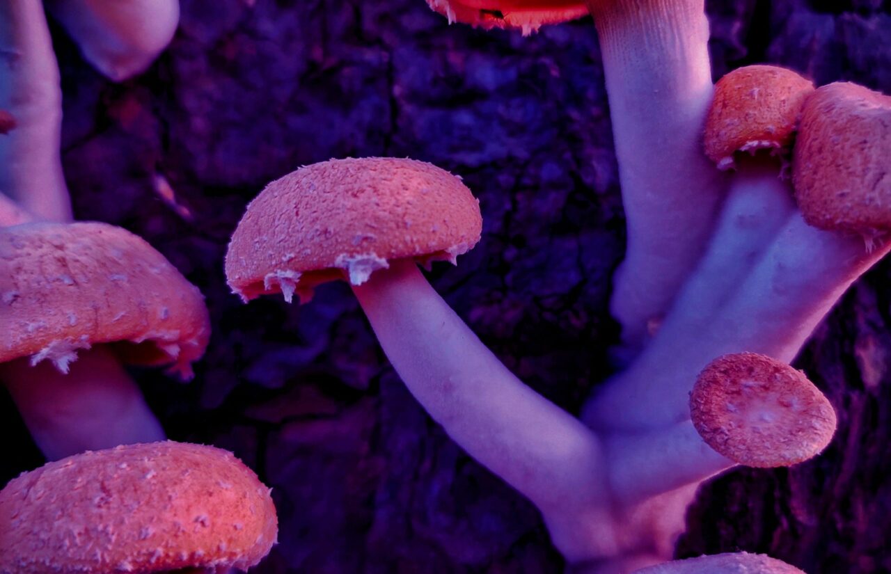 How Psilocybin Obtained from a Mushroom Dispensary May Aid in Reshaping the Mindsets Ensnared by HIV-Related Stigma
