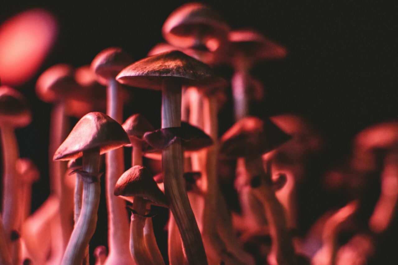 Is It Possible for Psilocybin Mushrooms in Canada to Correct Serotonin Levels in Anorexia Patients? Here’s What the Studies Indicate