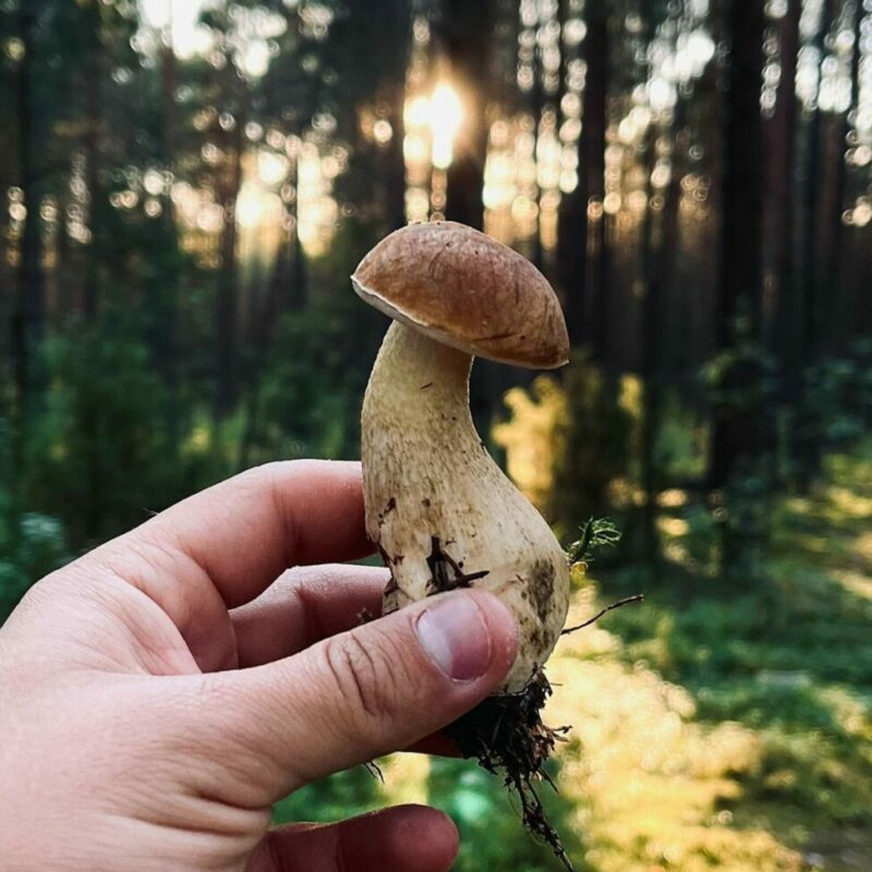 Shrooms Delivery Canada | Magic Mushrooms Edmonton Canada