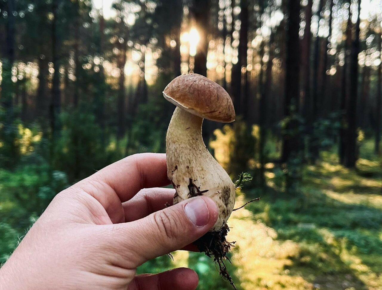 Discover if Psilocybin has an Edge Over Escitalopram/Esketamine with ShroomsDeliveryCanada