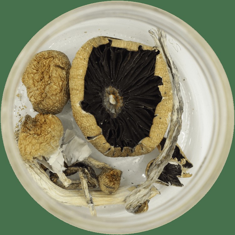  | Magic Mushrooms Edmonton Canada