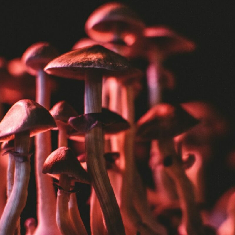  | Magic Mushrooms Edmonton Canada